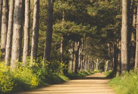 The Railway Walk