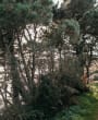 Val de la Mare Arboretum