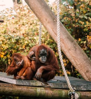 Singe au zoo de Jersey