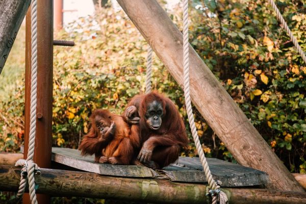 Singe au zoo de Jersey